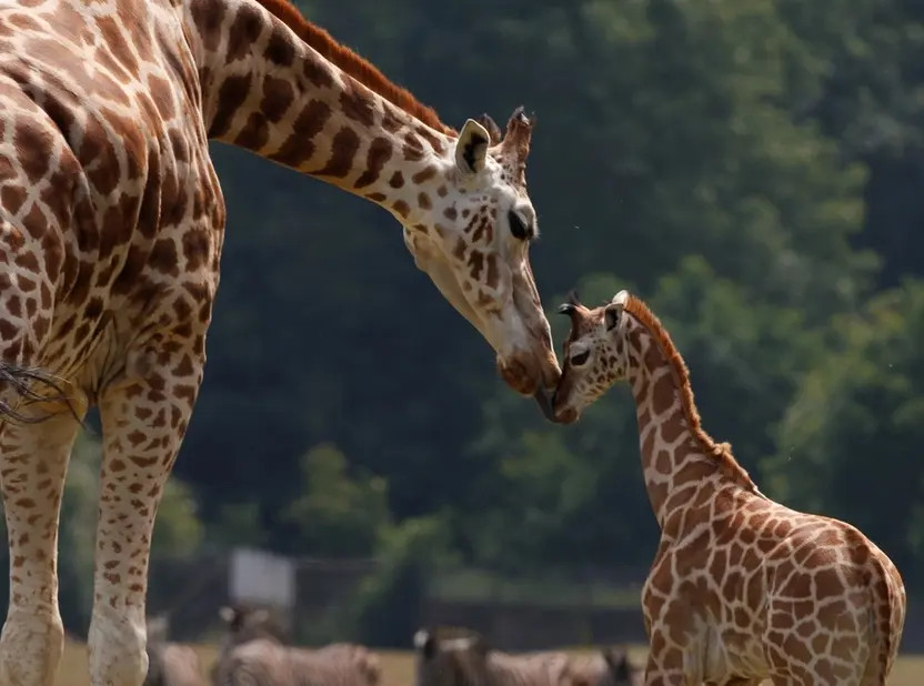 Photo fra Knuthenborg Safari Park